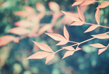 欧洲最强阵容亮相法国联赛，巴黎创下四连胜