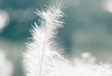 菲尼尔火炮入役，帮助球队赢得关键战役